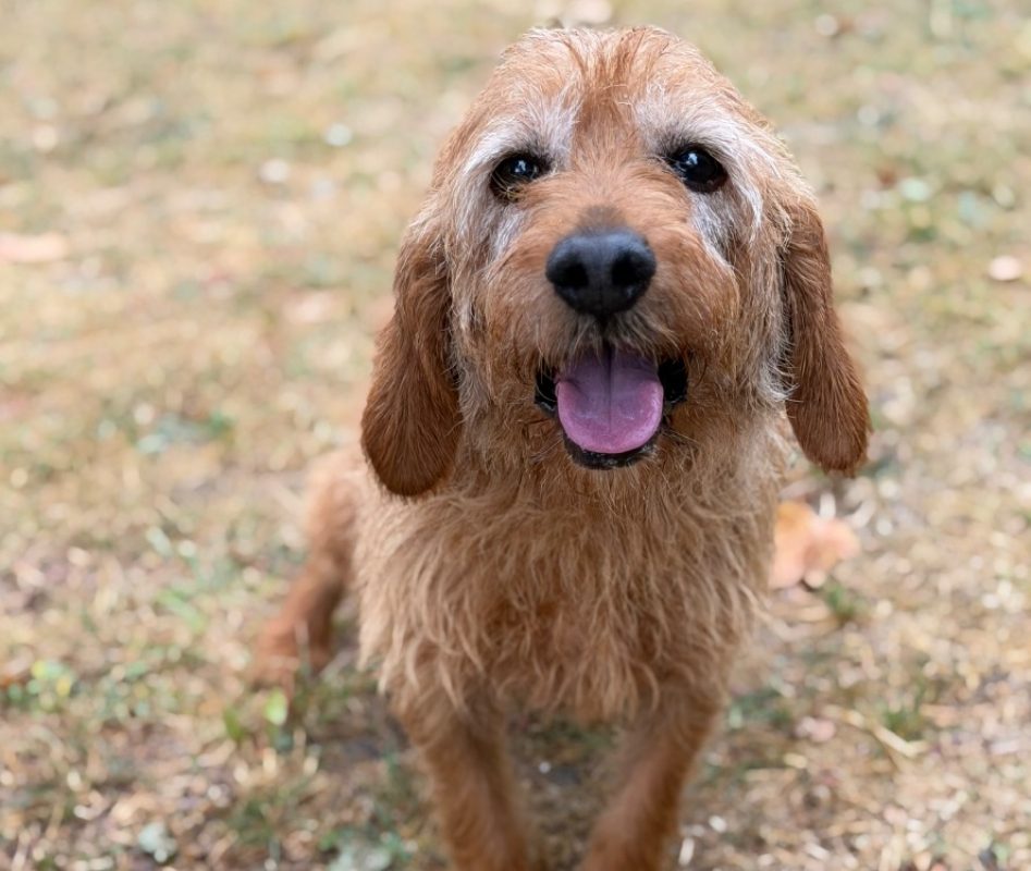Jackpot - Chien Basset Fauve de Bretagne à adopter