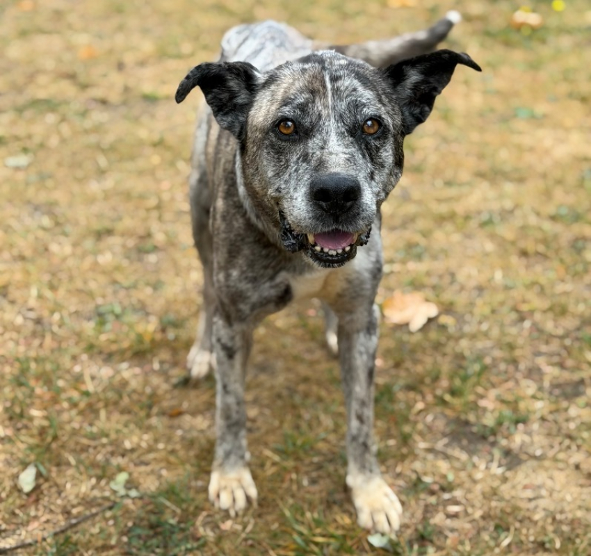 Gandja - Chien à adopter