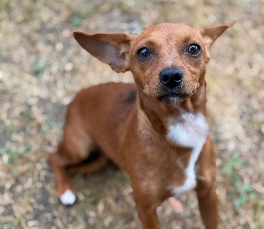 Dianne - Chien à adopter