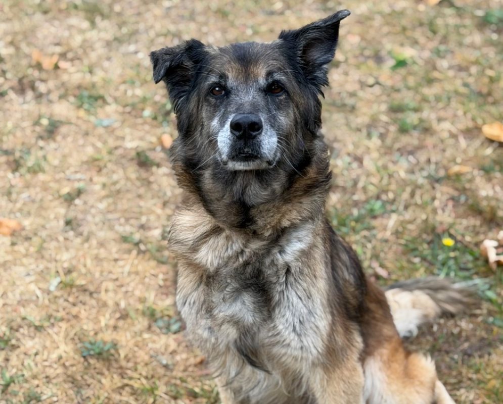 Stella - Chien à adopter