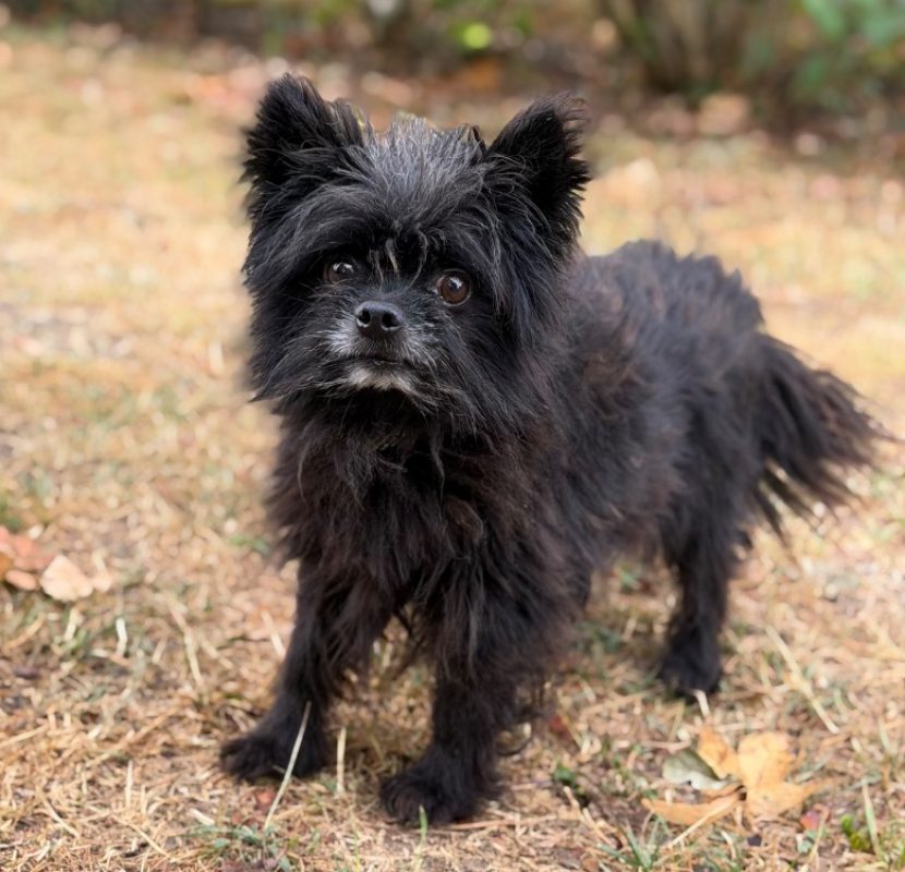 Nets - Chien Spitz Allemand à adopter
