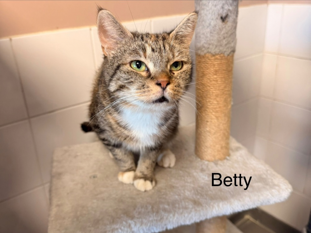 Betty - Chat Européen à adopter