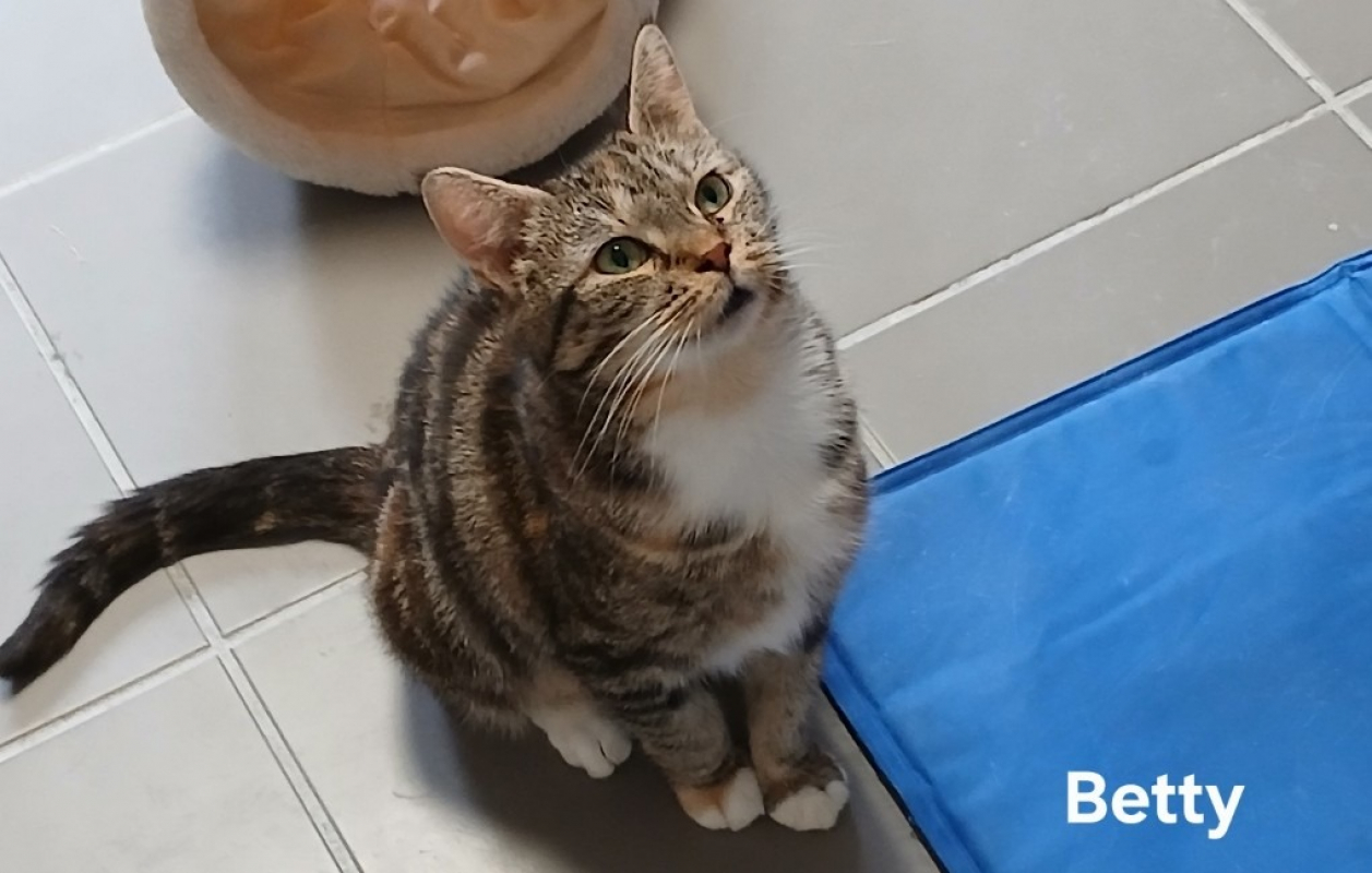 Betty - Chat Européen à adopter - photo 2