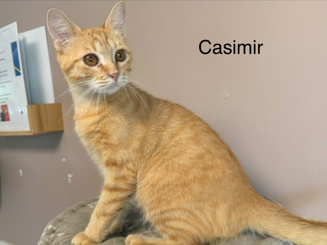 Casimir - Chat Européen à adopter