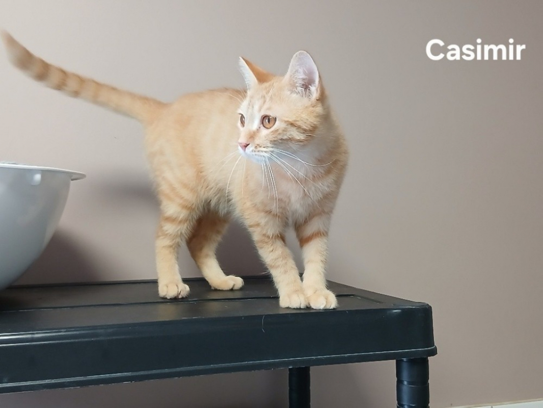 Casimir - Chat Européen à adopter - photo 2