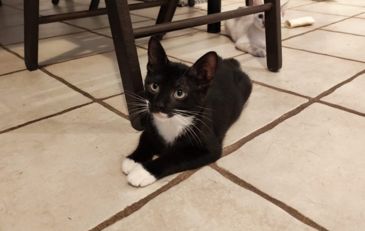 Maya - Chat Européen à adopter