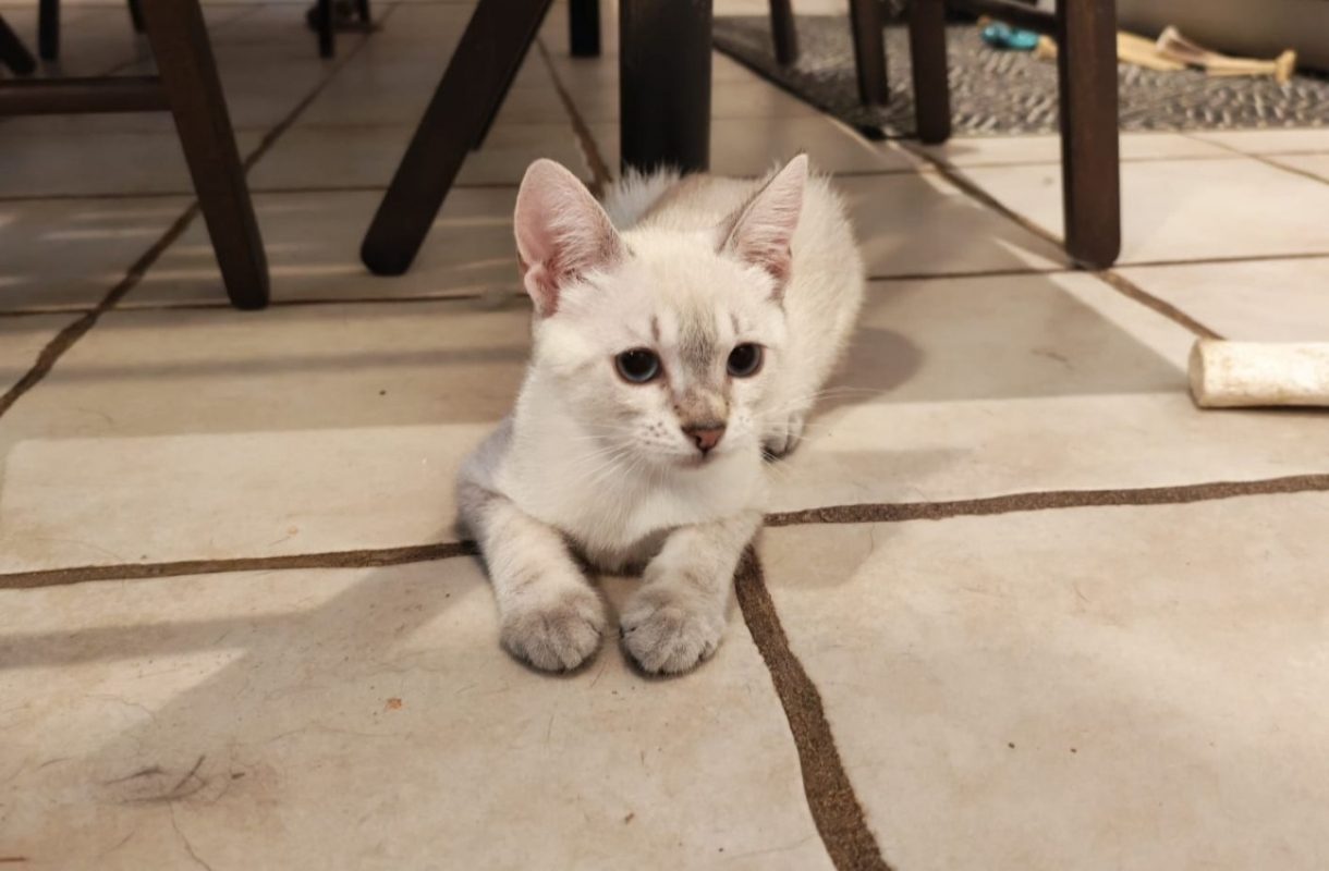 Plume - Chat Européen à adopter