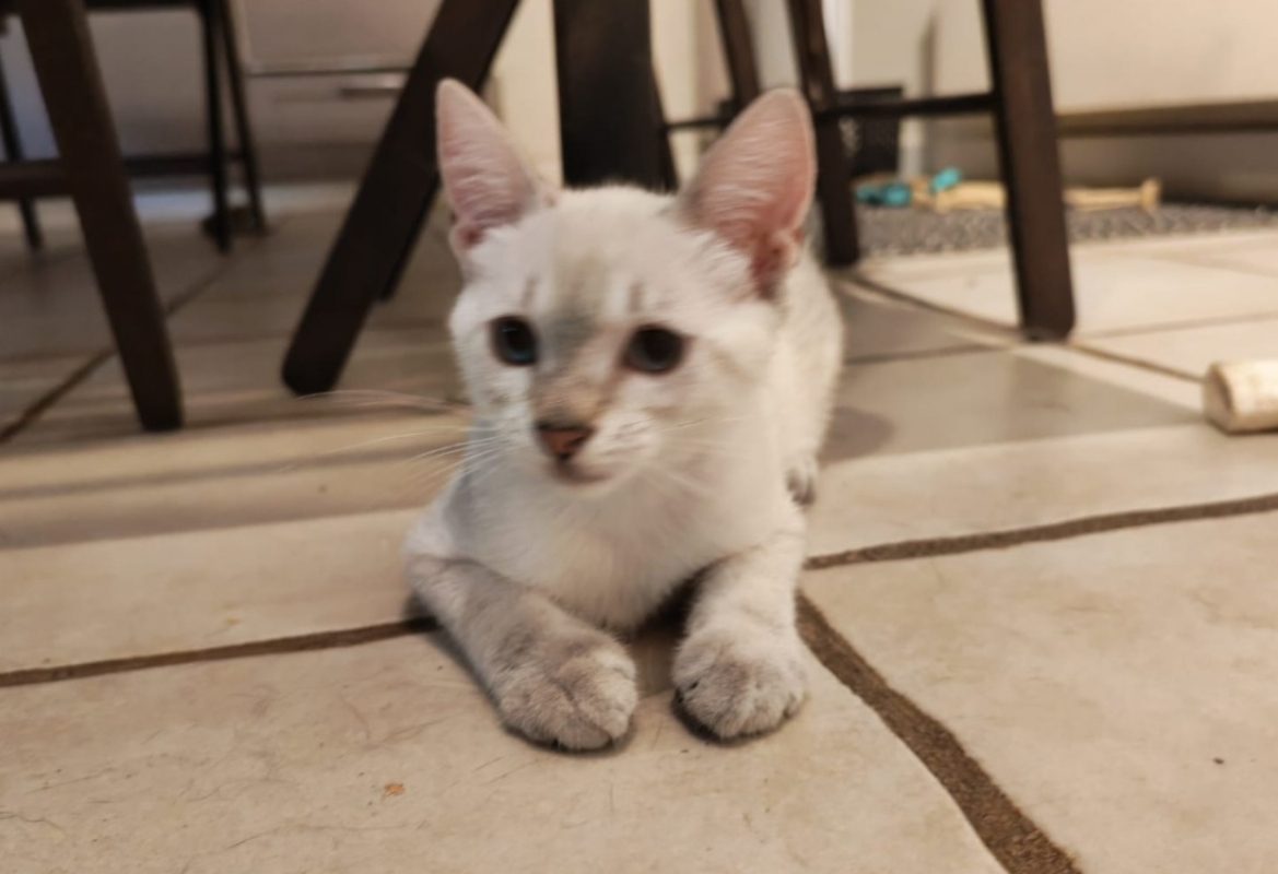 Plume - Chat Européen à adopter - photo 2