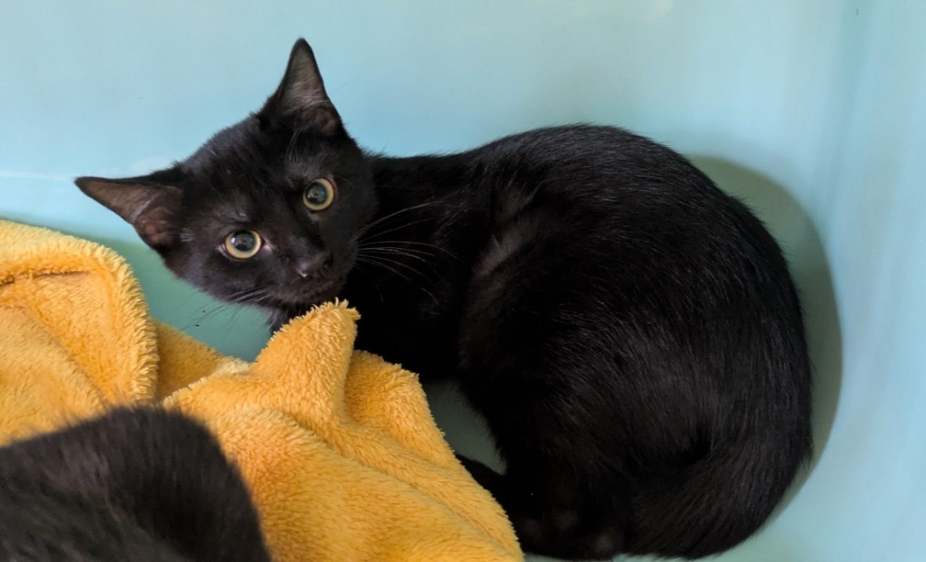 Shadow - Chat Européen à adopter