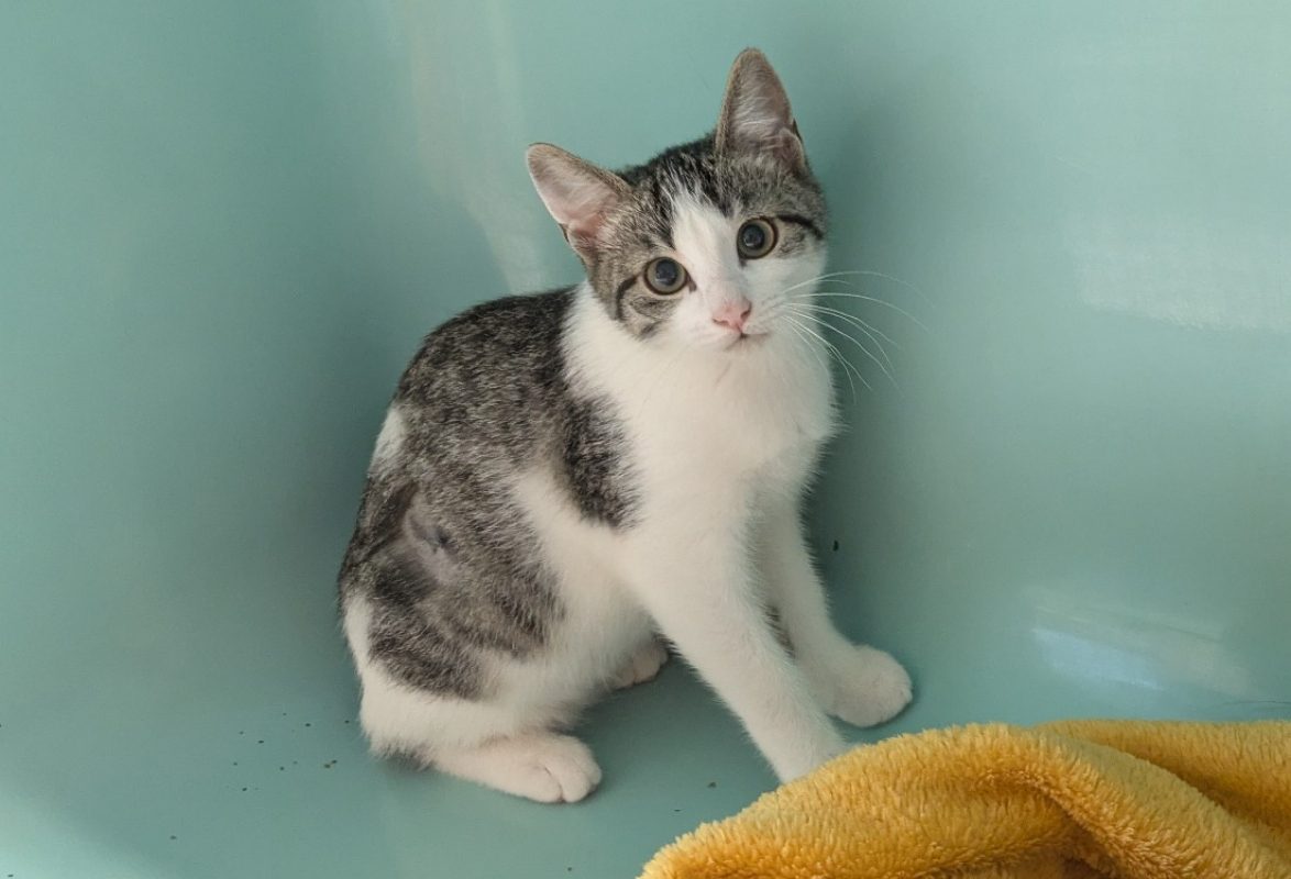 Athena - Chat Européen à adopter