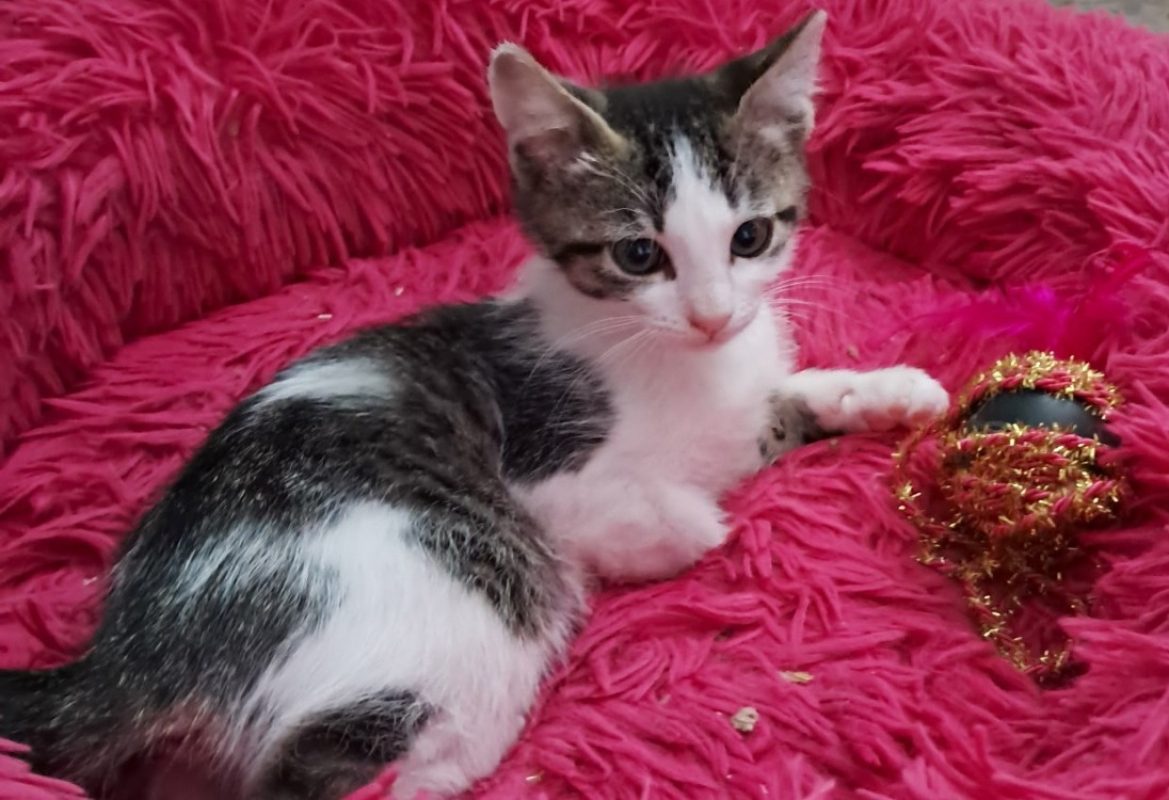 Athena - Chat Européen à adopter - photo 2