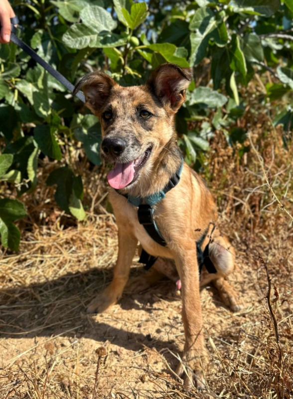 DUKE - Chien à adopter