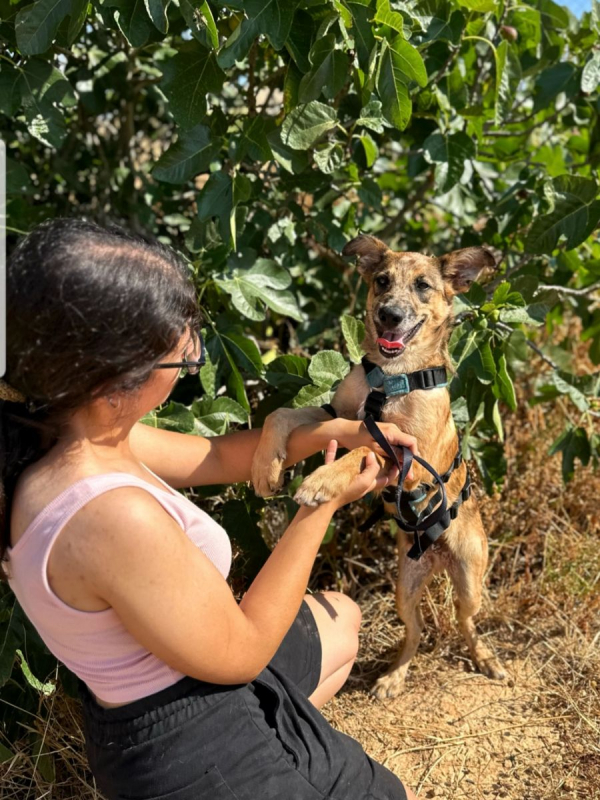 DUKE - Chien à adopter - photo 3