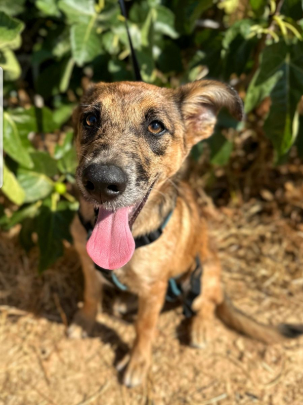 DUKE - Chien à adopter - photo 2
