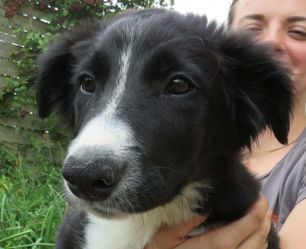 Pickles - Chien Border Collie à adopter