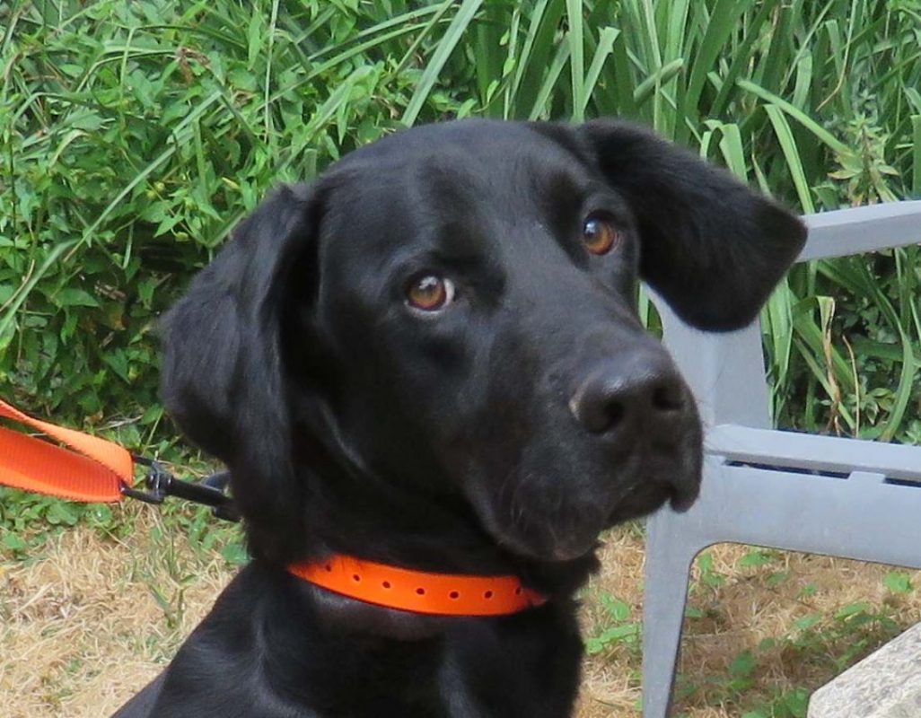 Cerbere - Chien à adopter