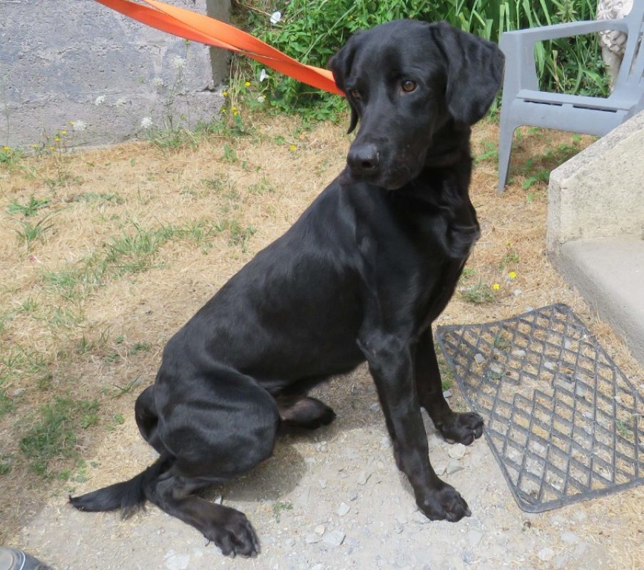 Cerbere - Chien à adopter - photo 2