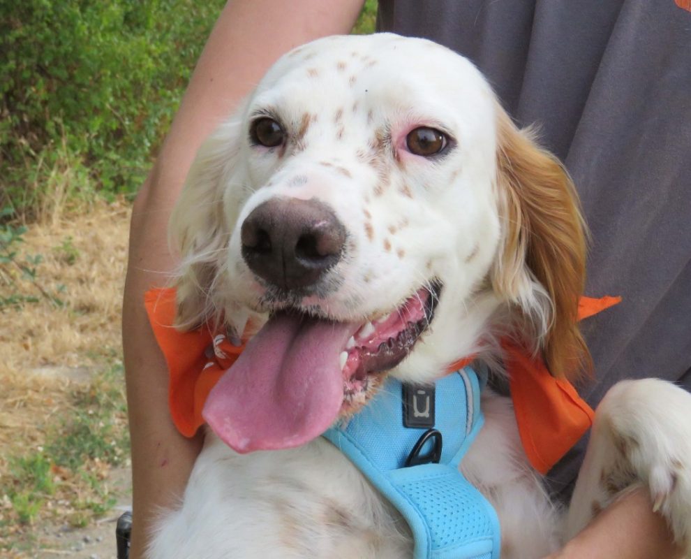 Argos - Chien Setter Anglais à adopter