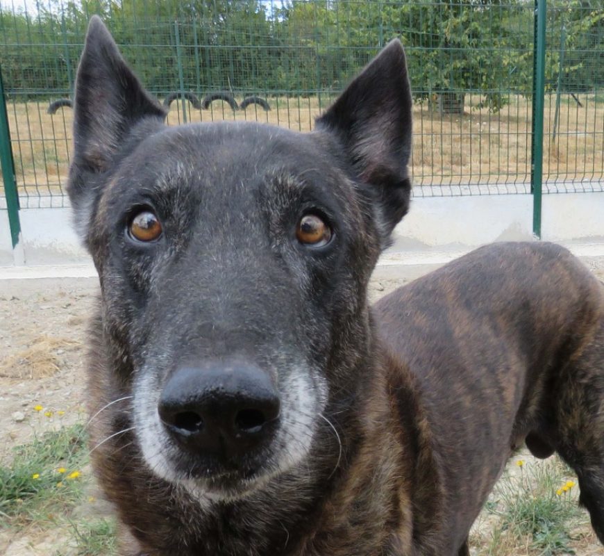 Jericho - Chien Berger Hollandais à adopter
