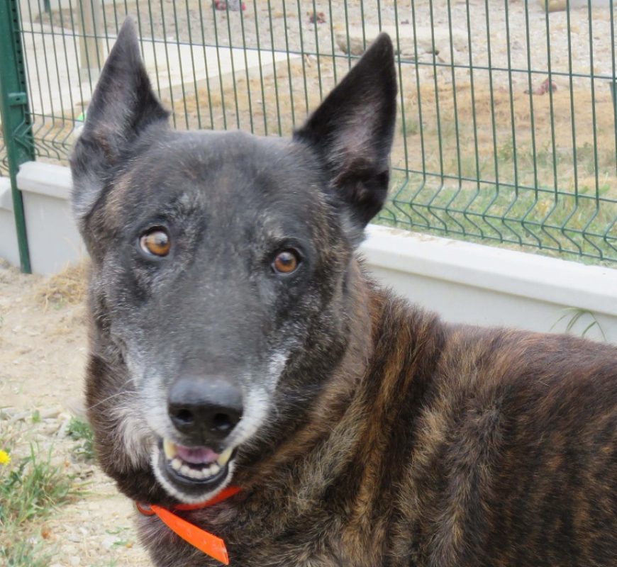 Jericho - Chien Berger Hollandais à adopter - photo 2