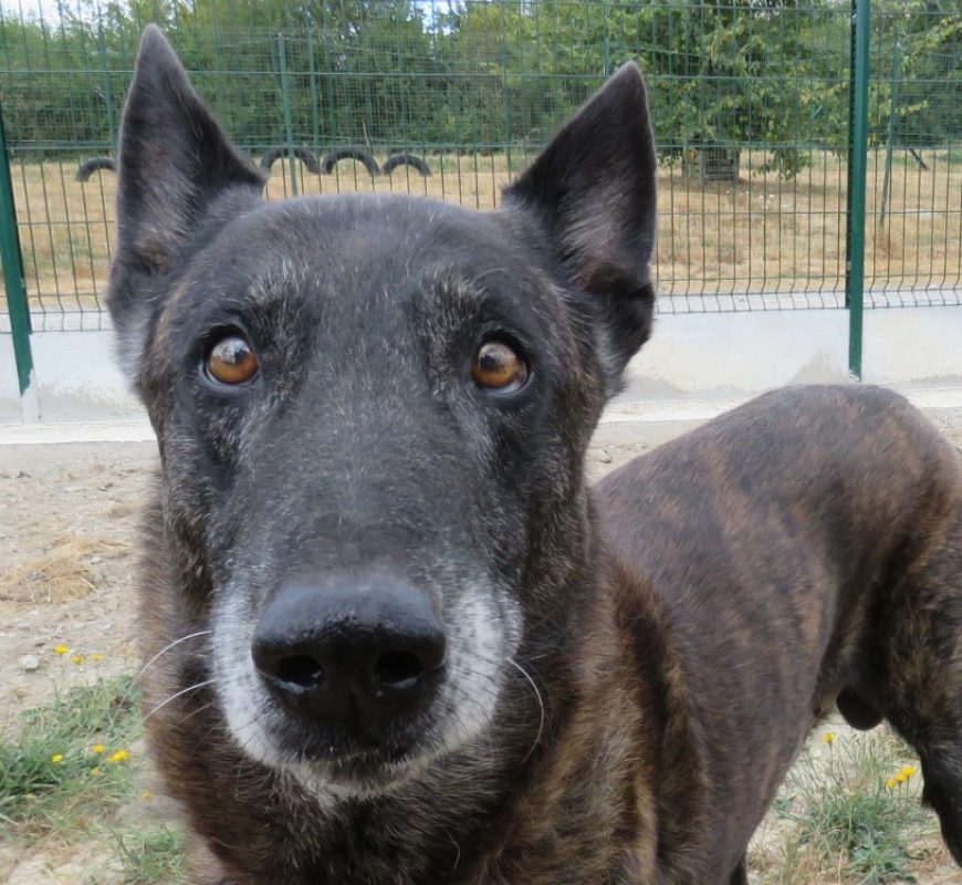 Jericho - Chien Berger Hollandais à adopter