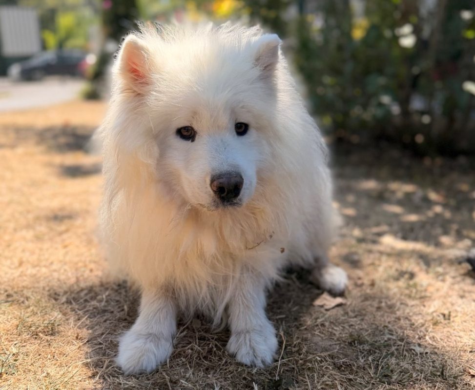 Samy - Chien Samoyéde à adopter