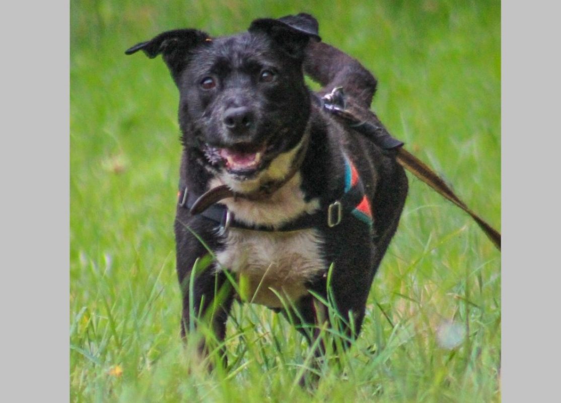 Fybie - Chien à adopter