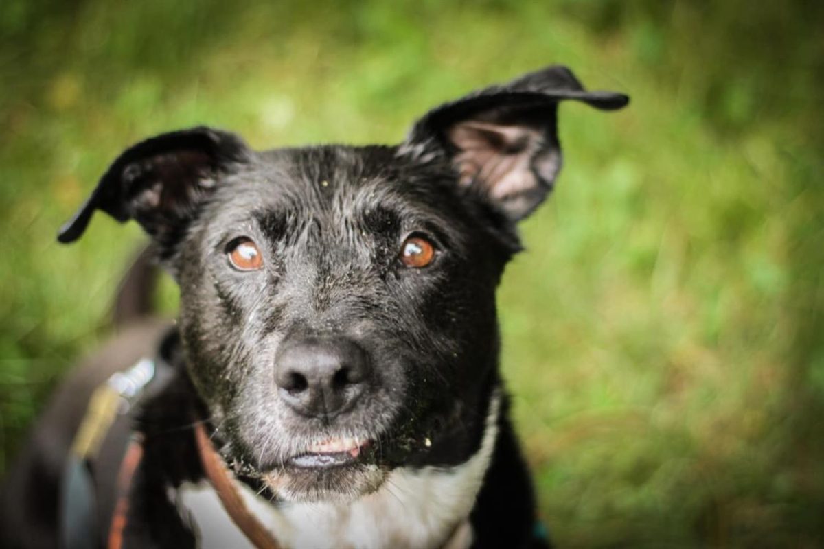 Fybie - Chien à adopter - photo 2