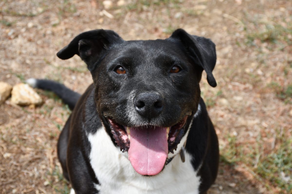 Fybie - Chien à adopter
