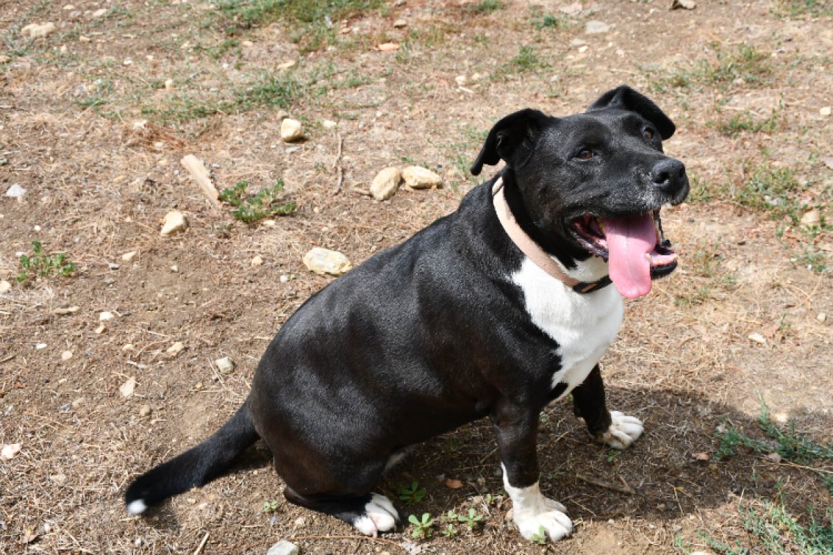 Fybie - Chien à adopter - photo 2