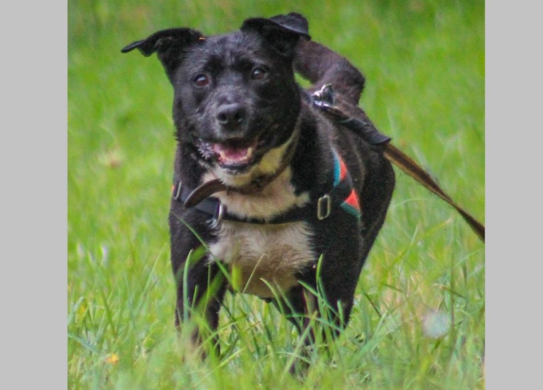Fybie - Chien à adopter - photo 3