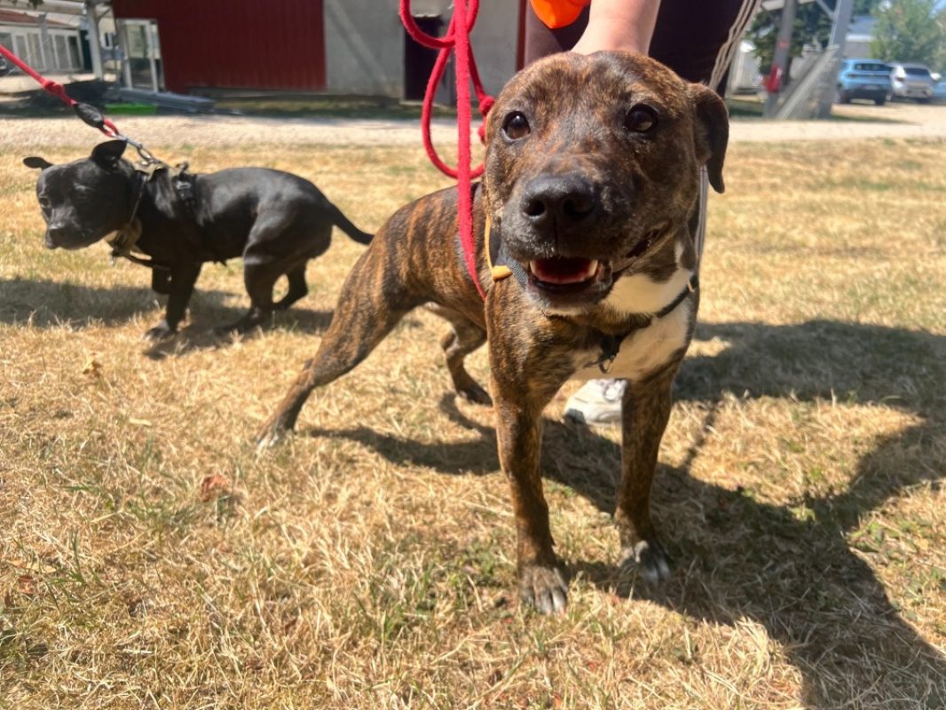 Bell - Chien Staffordshire Bull Terrier à adopter