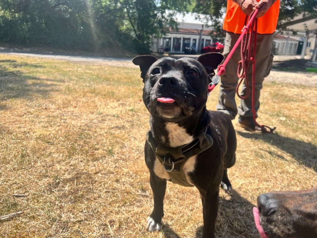 Marya - Chien Staffordshire Bull Terrier à adopter