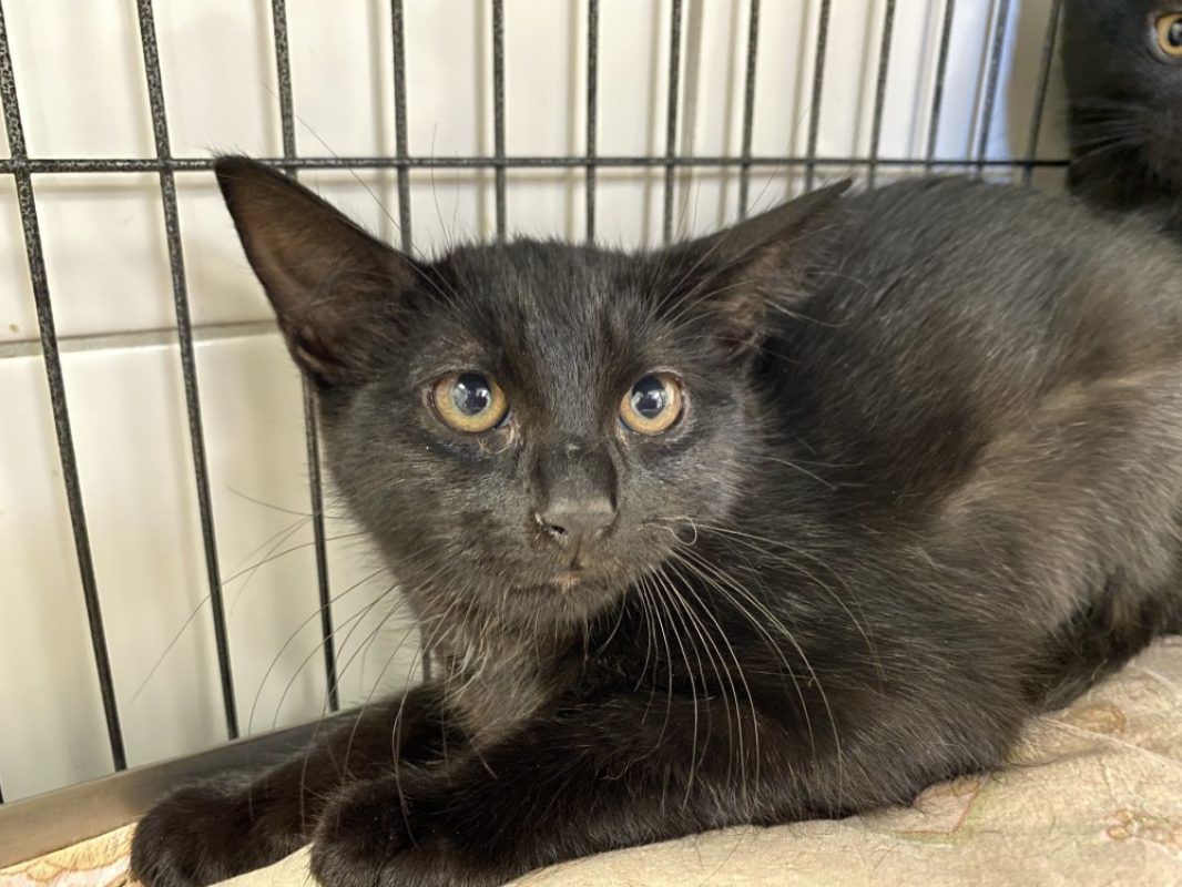 Risette - Chat Européen à adopter