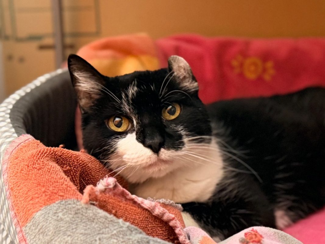 Fiona - Chat Européen à adopter