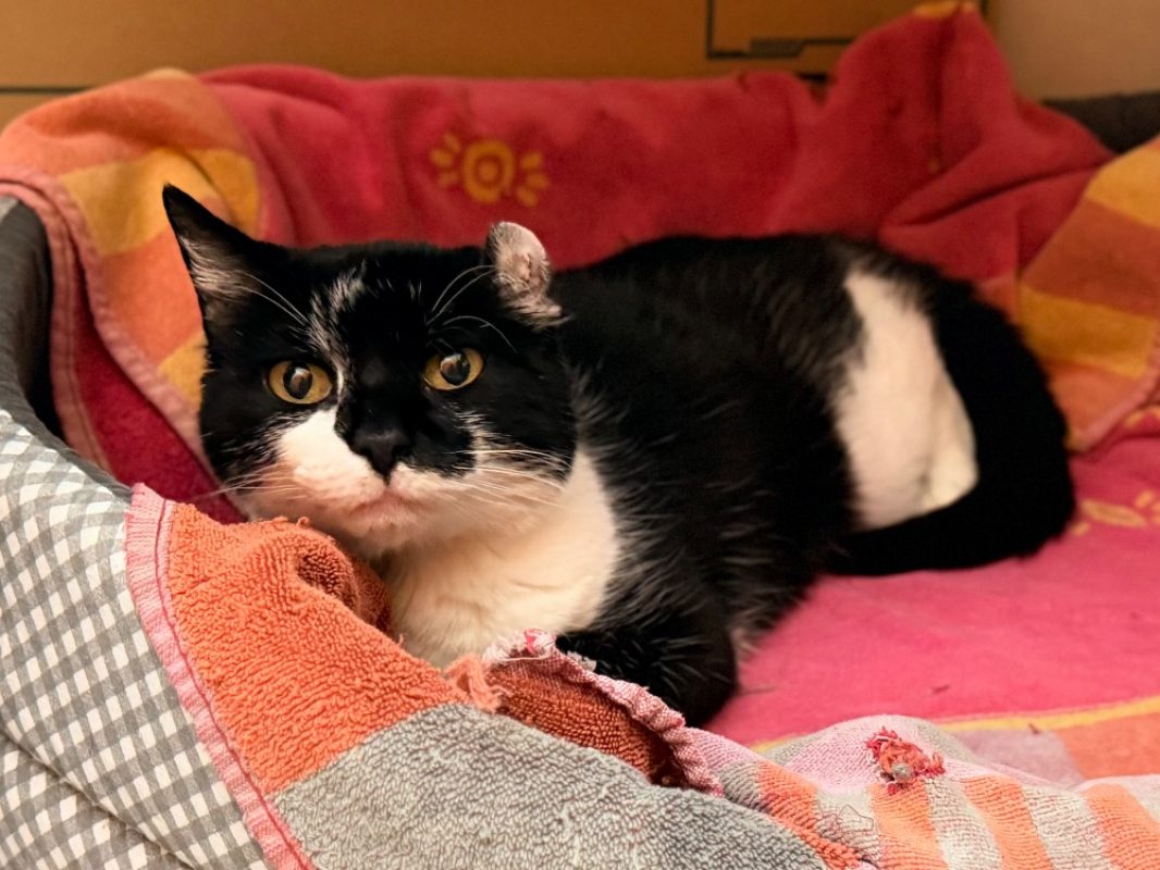 Fiona - Chat Européen à adopter - photo 2
