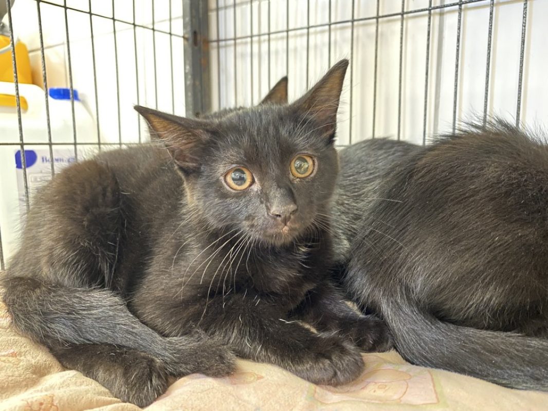Rillette - Chat Européen à adopter