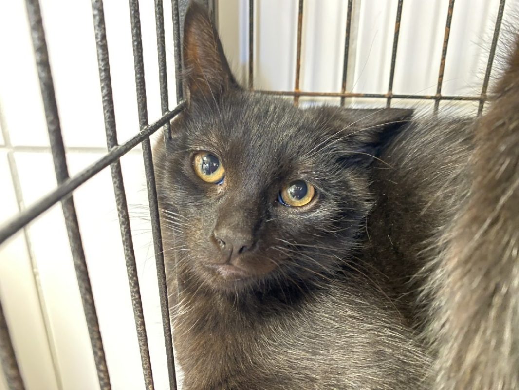 Rigolo - Chat Européen à adopter