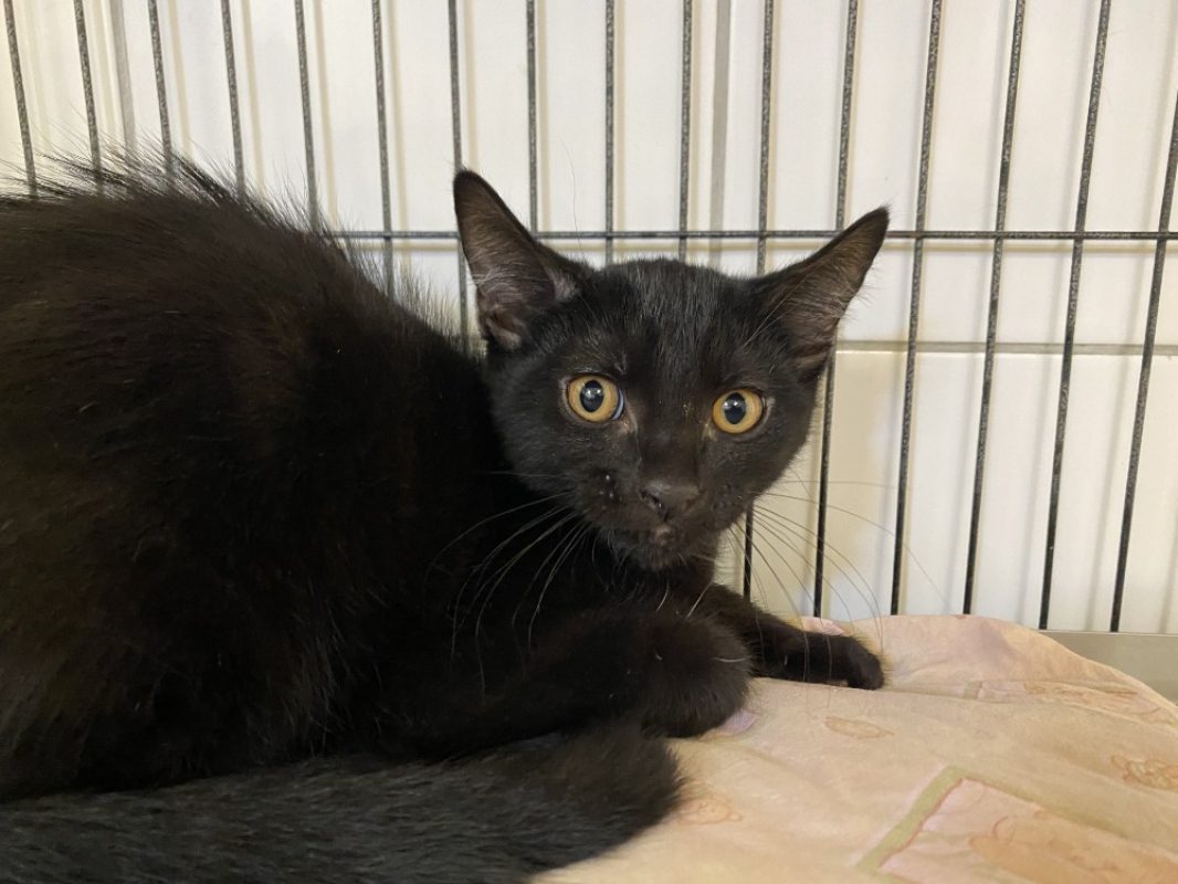 Risotto - Chat Européen à adopter