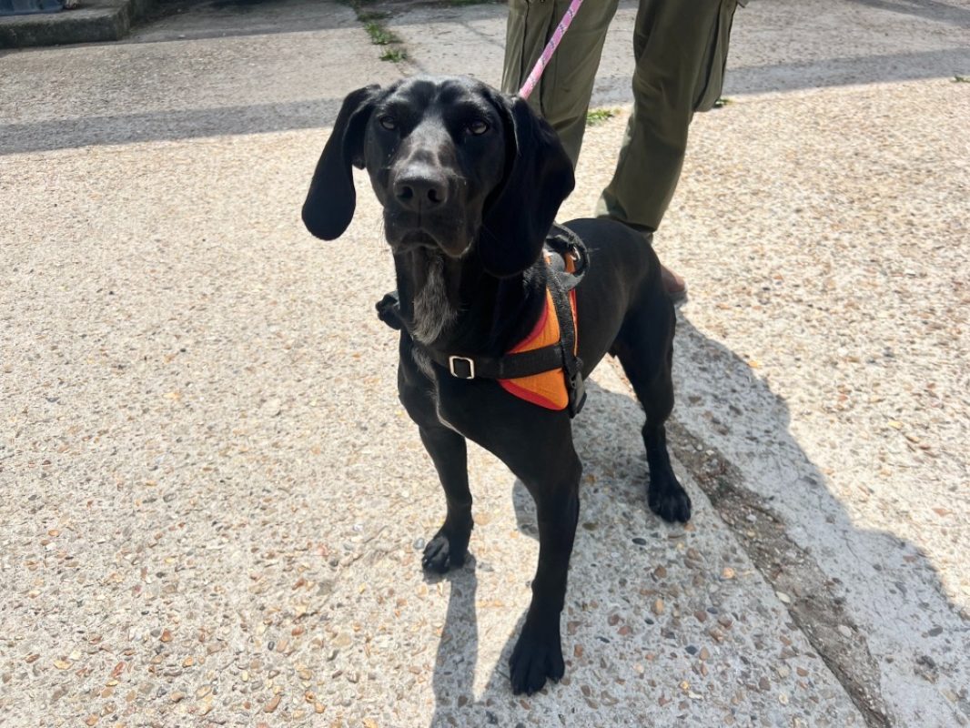 Emy - Chien Braque allemand à poil court à adopter