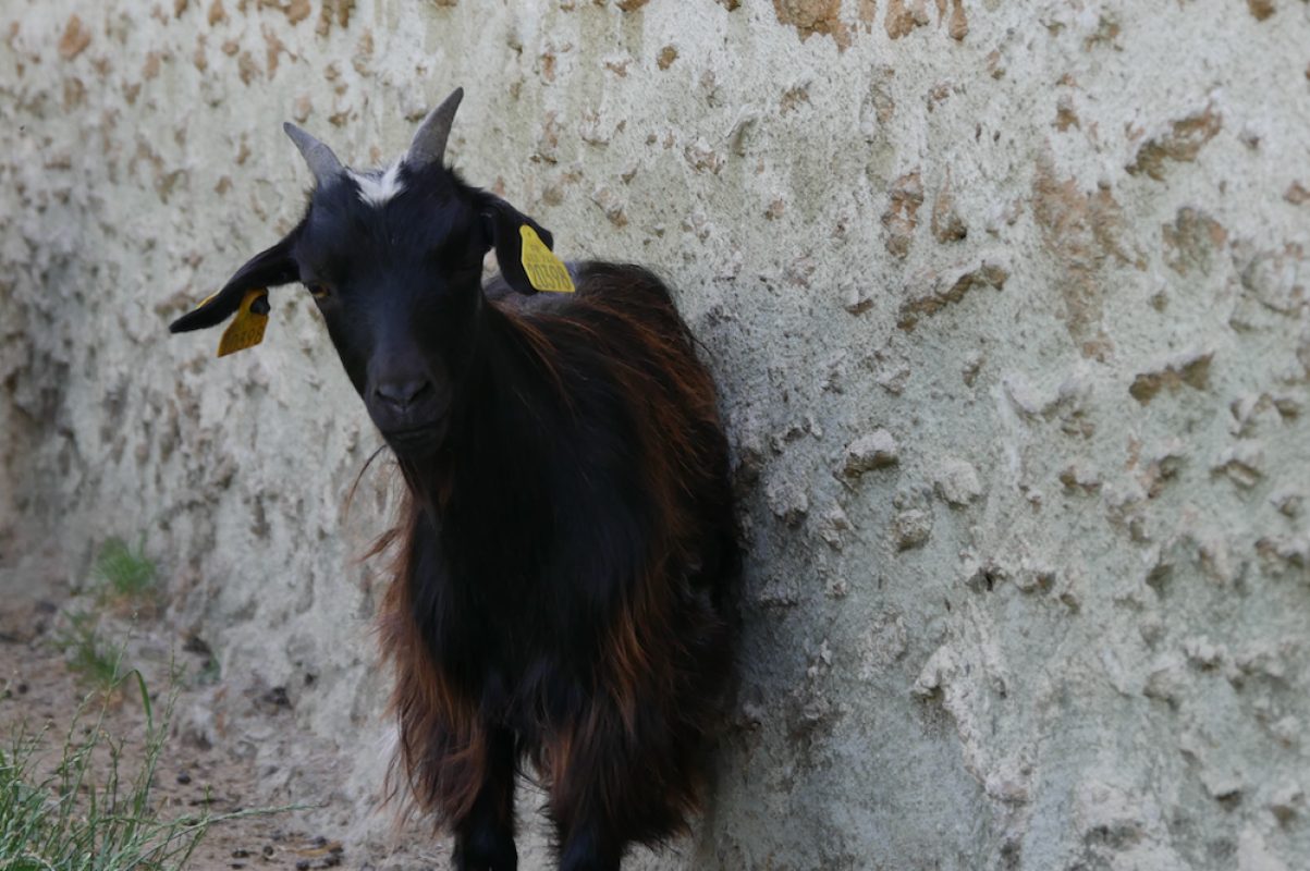 Lactis - Animal de ferme Chèvre à adopter