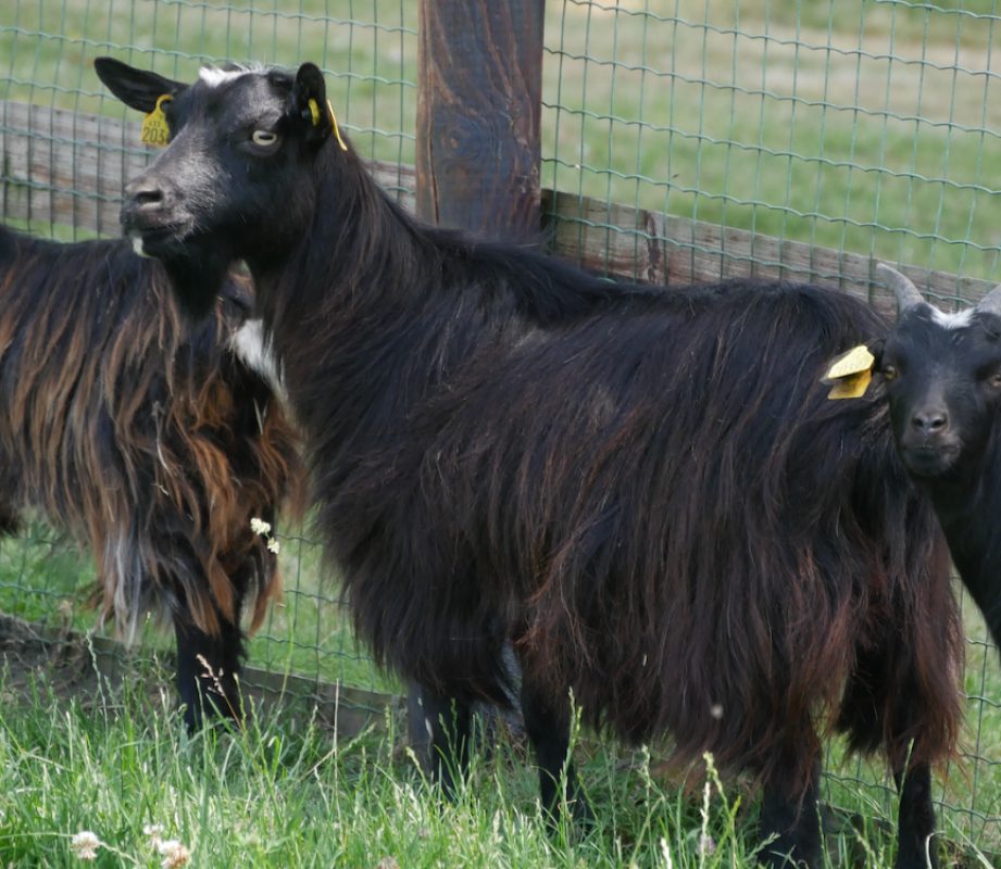 Venada - Animal de ferme Chèvre à adopter