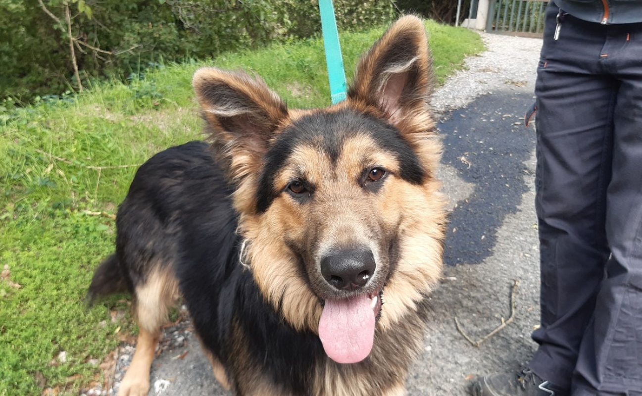 Black - Chien Berger Allemand à adopter