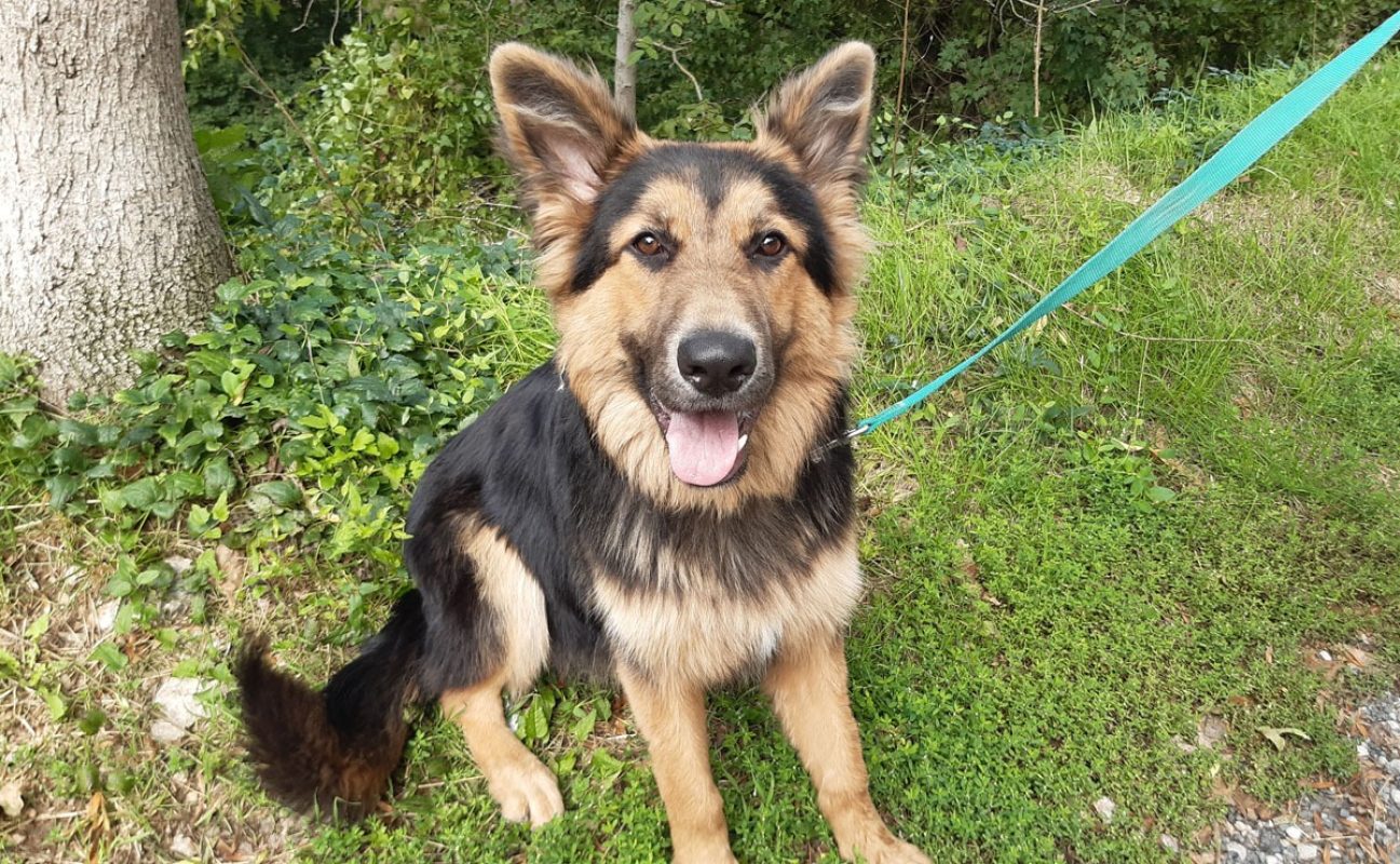 Black - Chien Berger Allemand à adopter - photo 2