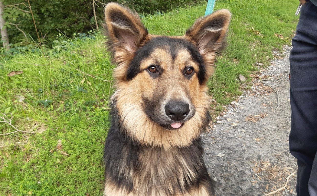 Black - Chien Berger Allemand à adopter - photo 3