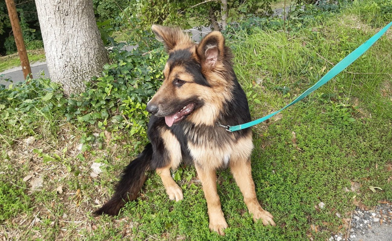 Black - Chien Berger Allemand à adopter - photo 4