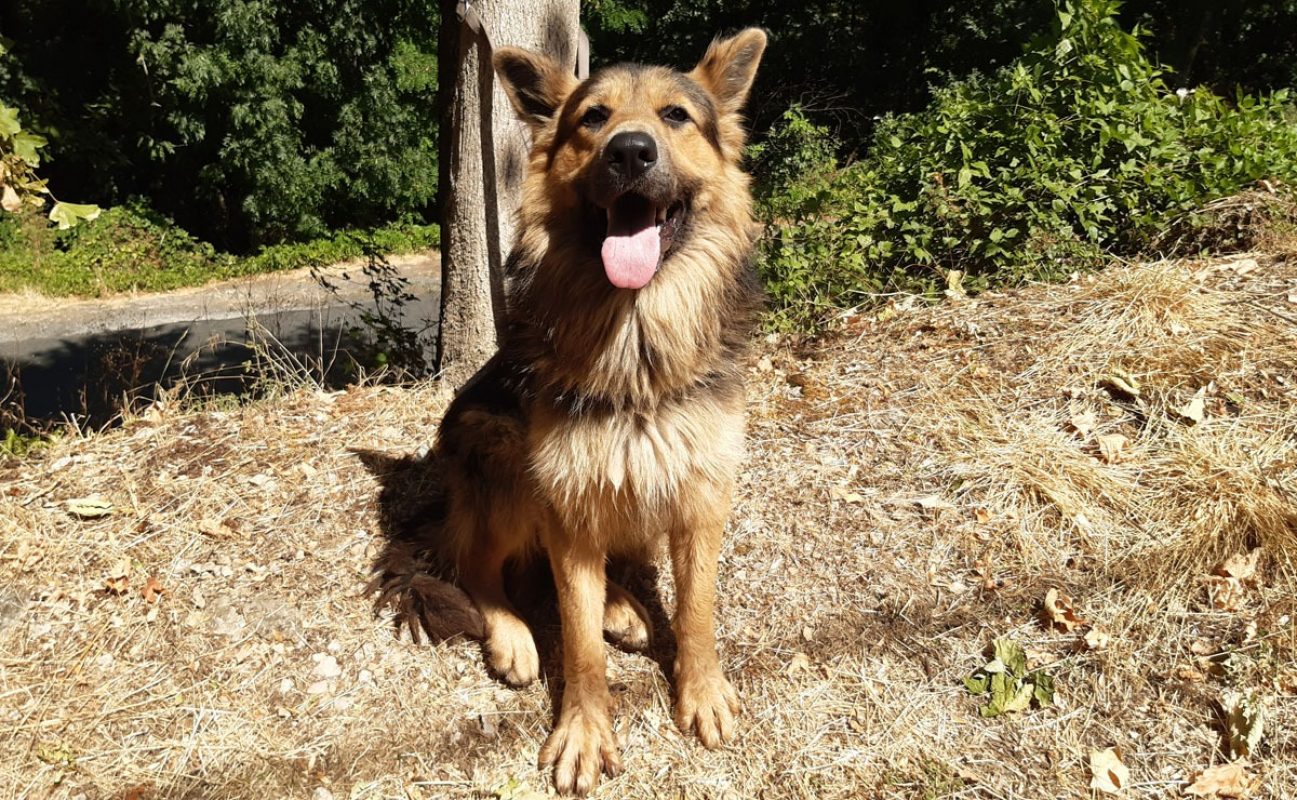 Black - Chien Berger Allemand à adopter