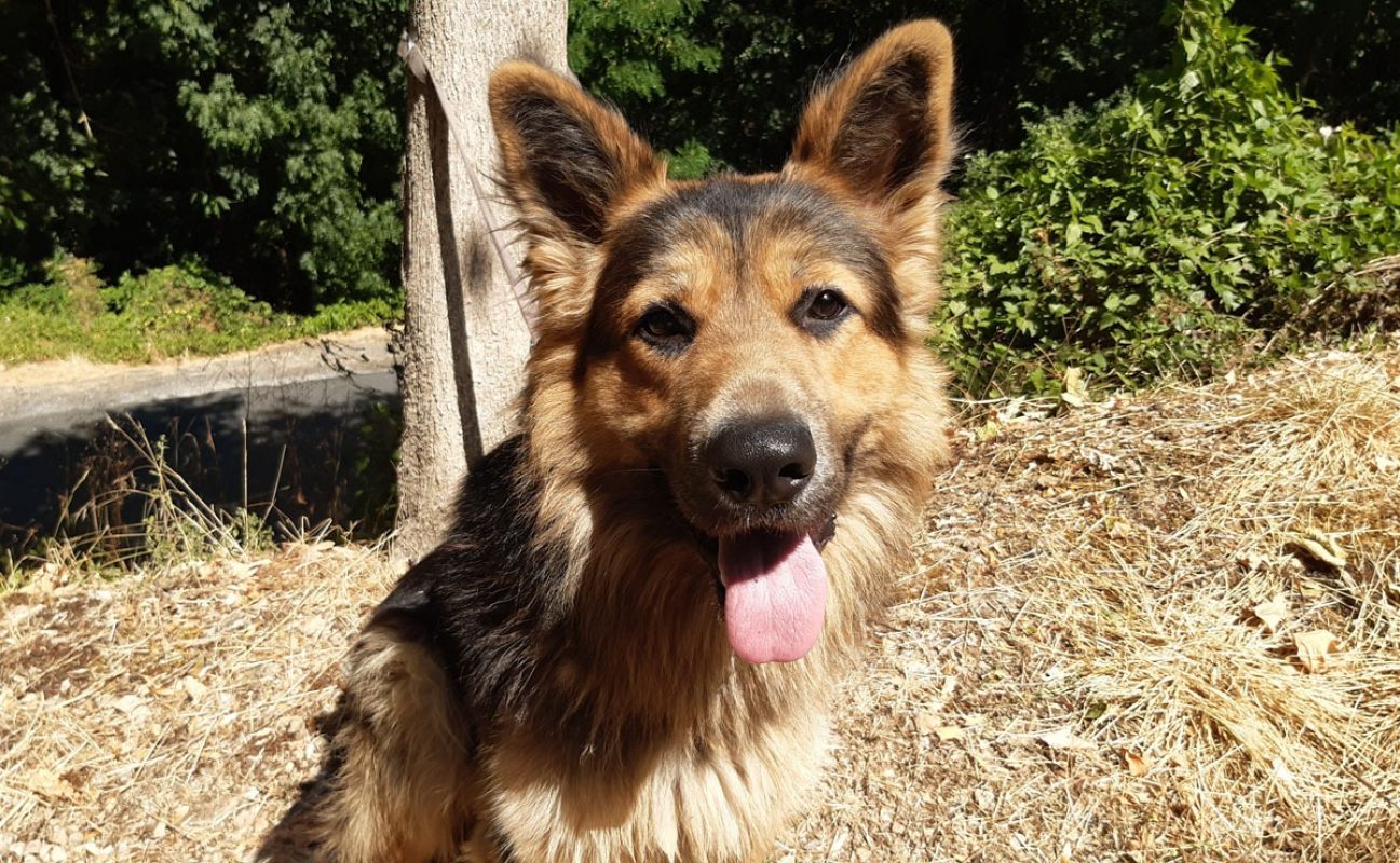 Black - Chien Berger Allemand à adopter - photo 2
