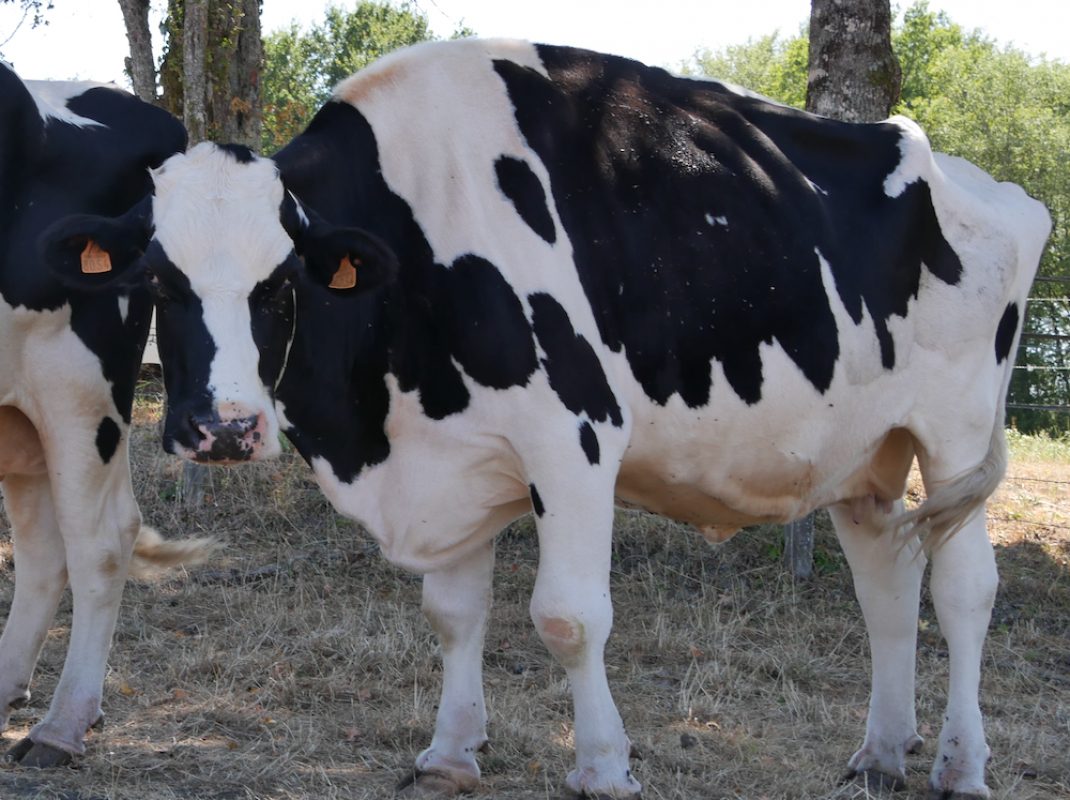 Salsa - Animal de ferme Vache à adopter