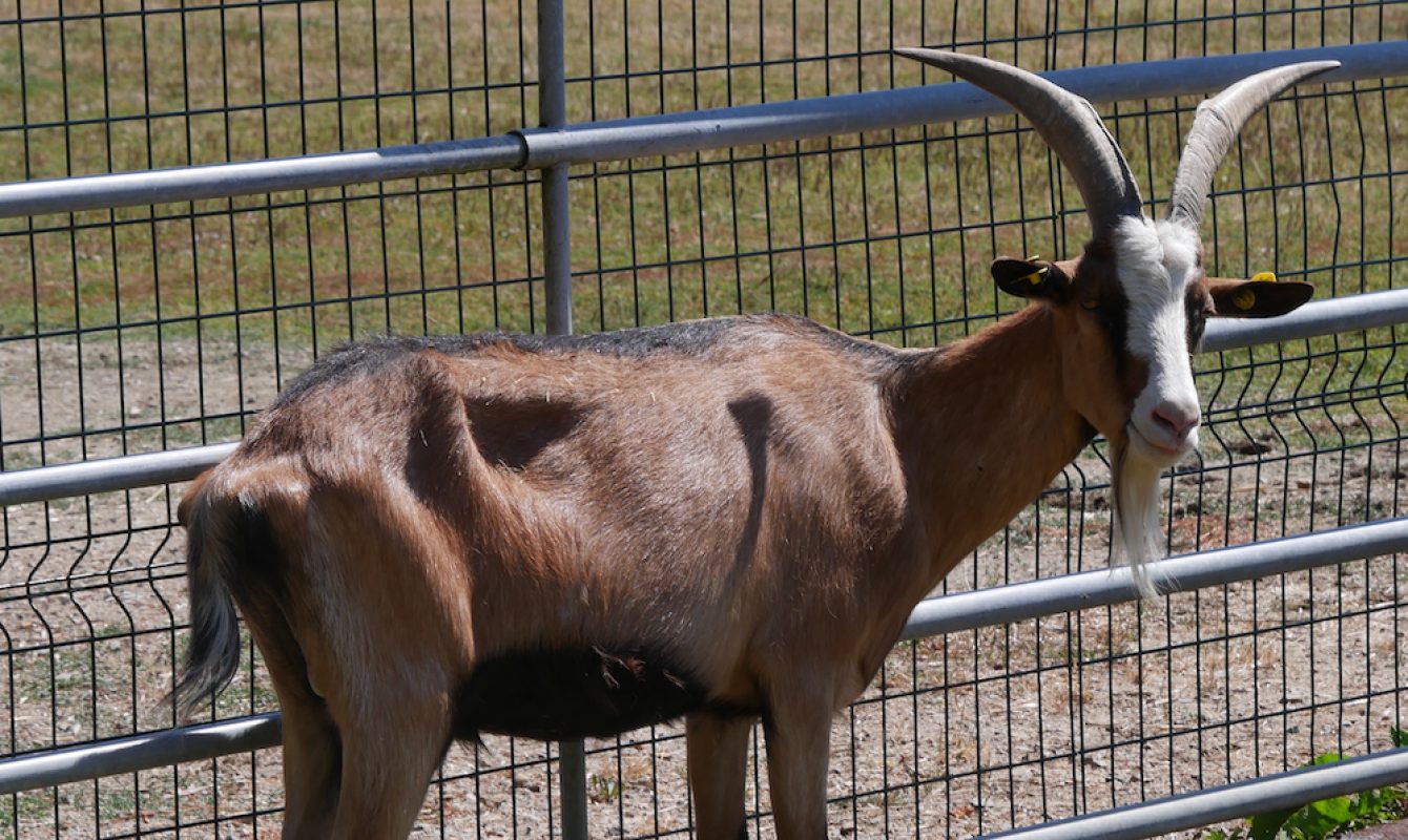 Pepite - Animal de ferme Bouc à adopter